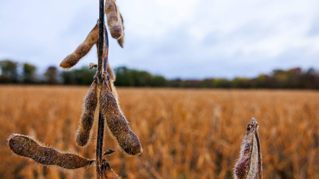 Tariffs gain attention as AI enthusiasm wanes