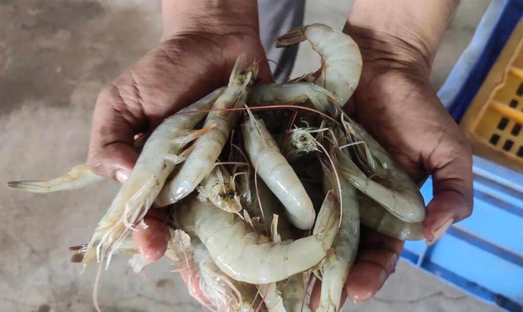 India is the world’s second largest shrimp producer. That is now under threat. trade war news