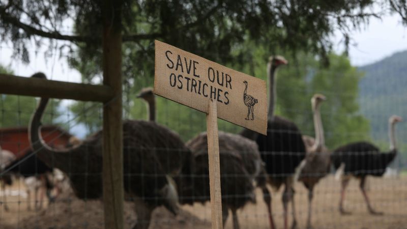 A Canadian court has rejected the farm’s attempt to save the ostrich flock, despite RFK Jr.’s efforts.
