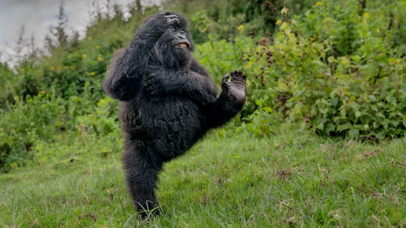 High Five Gorilla wins top prize at Comedy Wildlife Awards