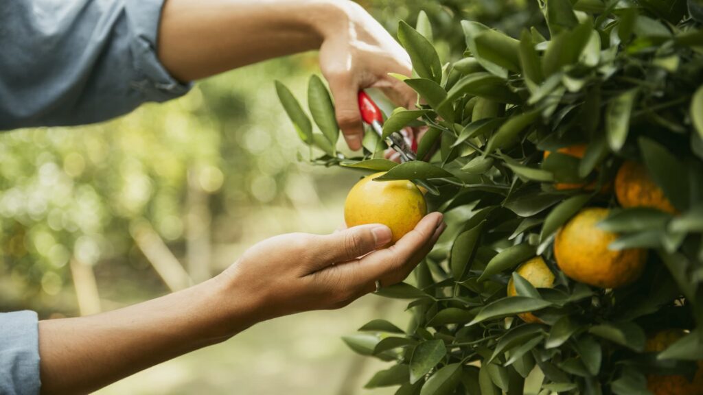 You can still use the 0% capital gains bracket in 2025