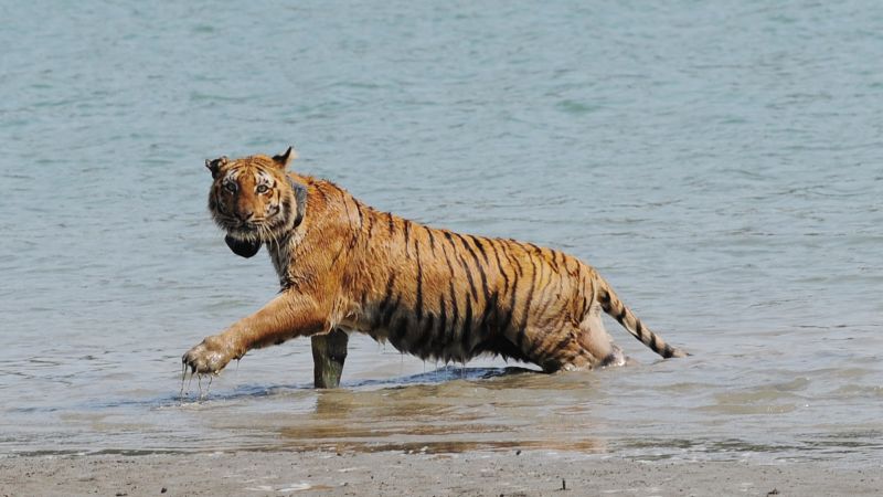Sundarbans’ ‘tiger widow’ is restoring big cat habitat