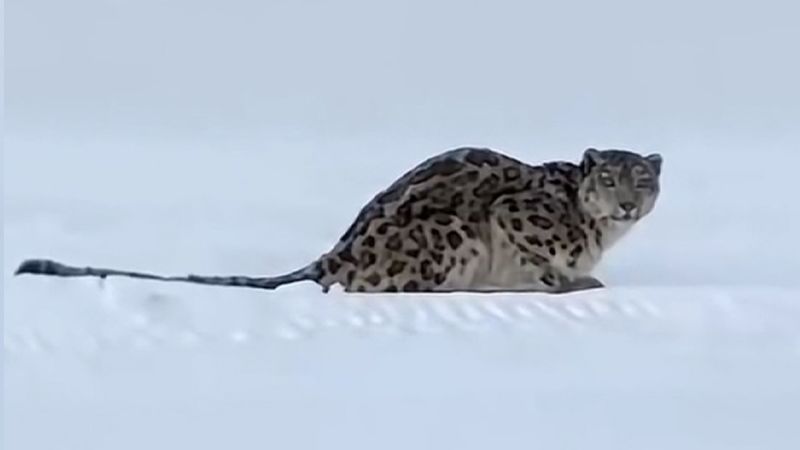 Snow leopard attacks skier in China’s Xinjiang Uyghur Autonomous Region