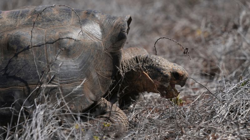 Giant tortoise returns to Galapagos Island for the first time in 150 years