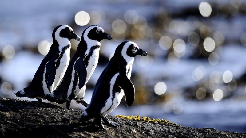 Africa’s only penguin is starving: Is there still hope?