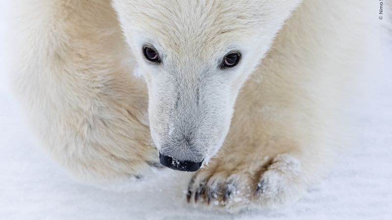 See the images shortlisted for the 2026 Wildlife Photographer of the Year People’s Choice Award.