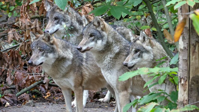 UK wildlife park euthanizes entire wolf pack.