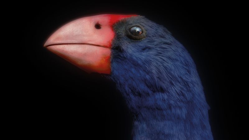 Can New Zealand’s extinct birds save the living? Photographer captures species that ‘haunt’ the nation’s history