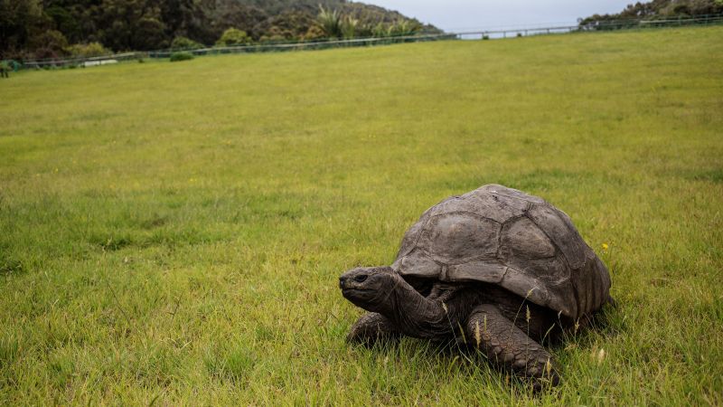 The world’s oldest known turtle is still very much alive, despite rumors to the contrary, and (slowly) starts kicking
