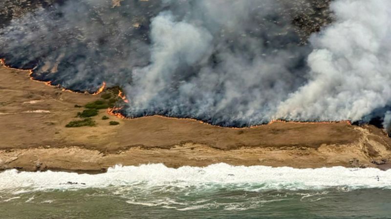 Wildfires in Southern California destroy nearly a third of a national park island home to rare wildlife