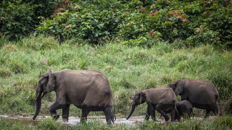 Your guitar may be dependent on elephant dung. The reason is as follows