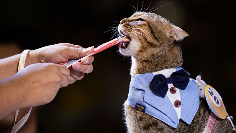 Is it a cat or a dog? More and more people are becoming cat fans in East Asia