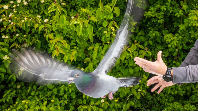 Pigeons listen to their gut to travel far on cloudy days