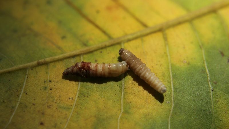 Flesh-eating screwworms reach the U.S. – Organized crime makes a comeback