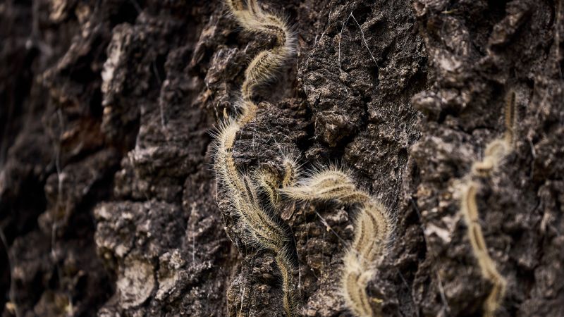 Germany battles outbreak of poisonous caterpillars