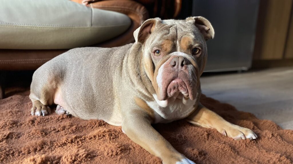 The emergency vet bill cost $6,000. Pet insurance wasn’t enough