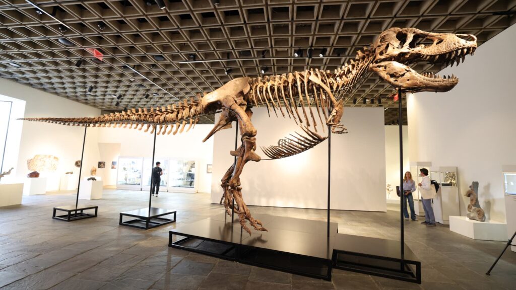 Tyrannosaurus rex, the most expensive dinosaur fossil at auction, sells for $50 million