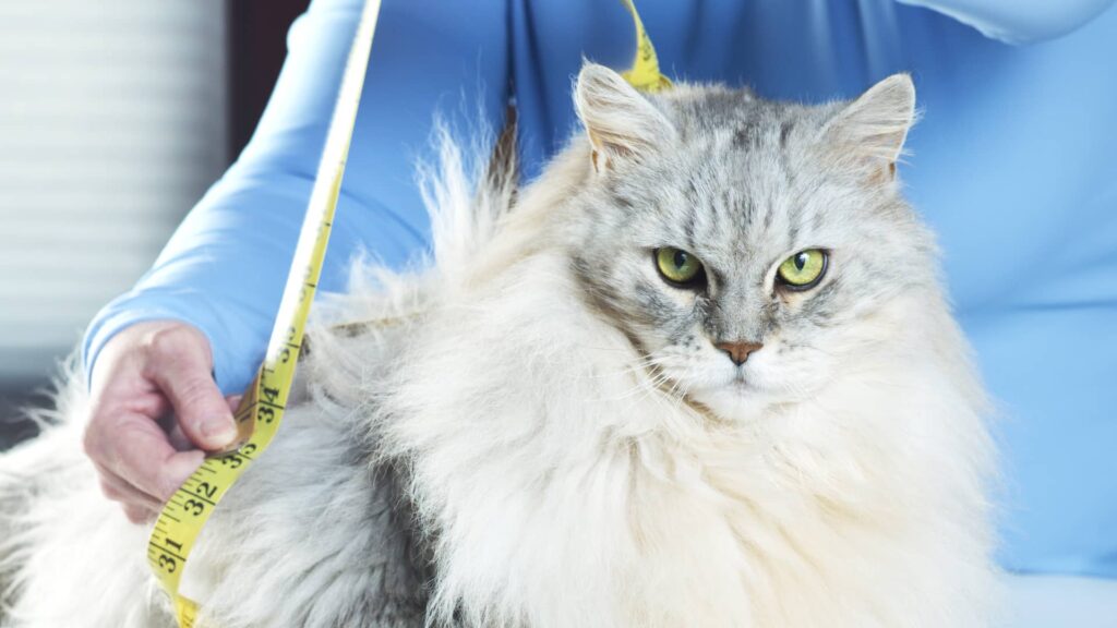 Ozempic the cat? GLP-1 weight loss drug is here for your fat pet
