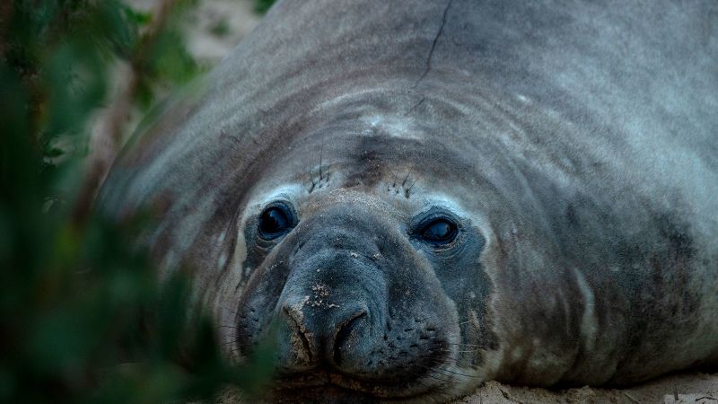 This chaotic 2,000-pound seal returned to the ocean, but left behind a conundrum