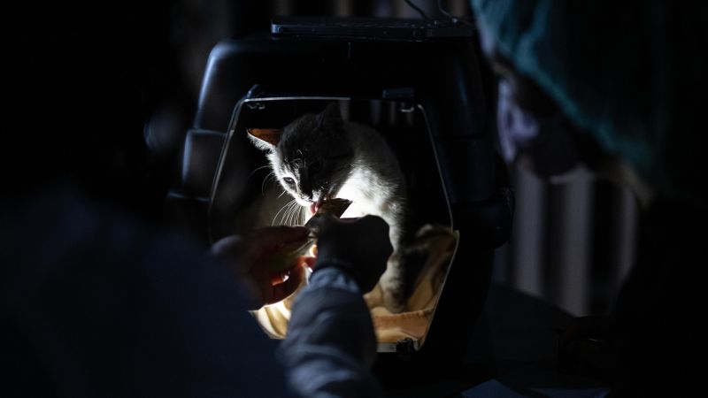 Hundreds of pets were rescued after Venezuela’s earthquake. they are looking for a family now
