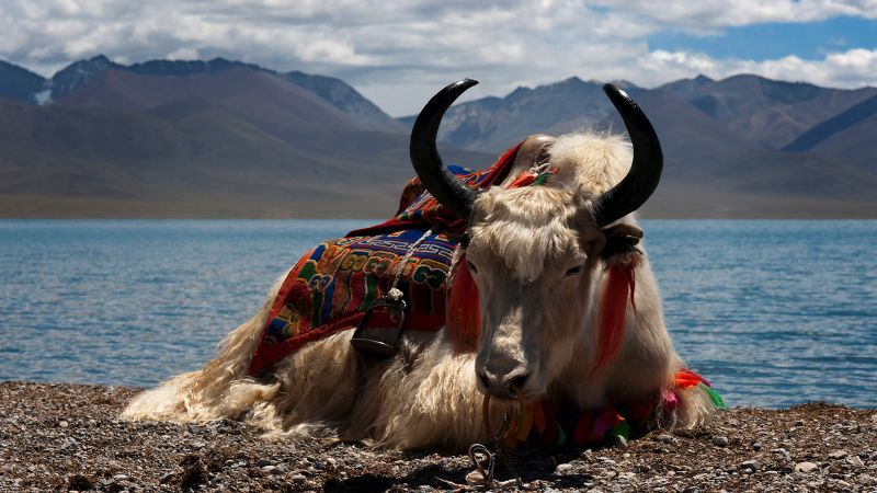 What’s horny, fluffy, and ethically questionable? Yak clone