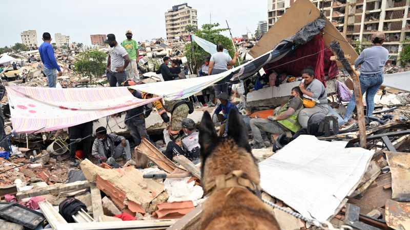 Four-legged heroes: International dog troop helps save lives after Venezuela earthquake