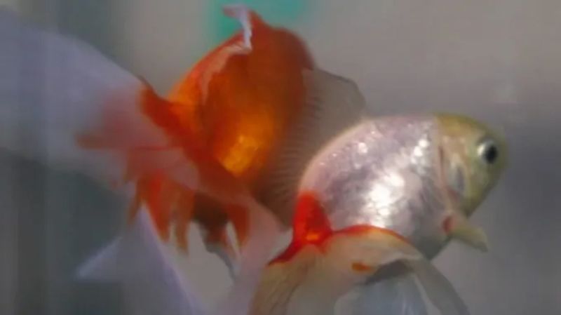Argentine court recognizes two goldfish as intelligent beings with rights
