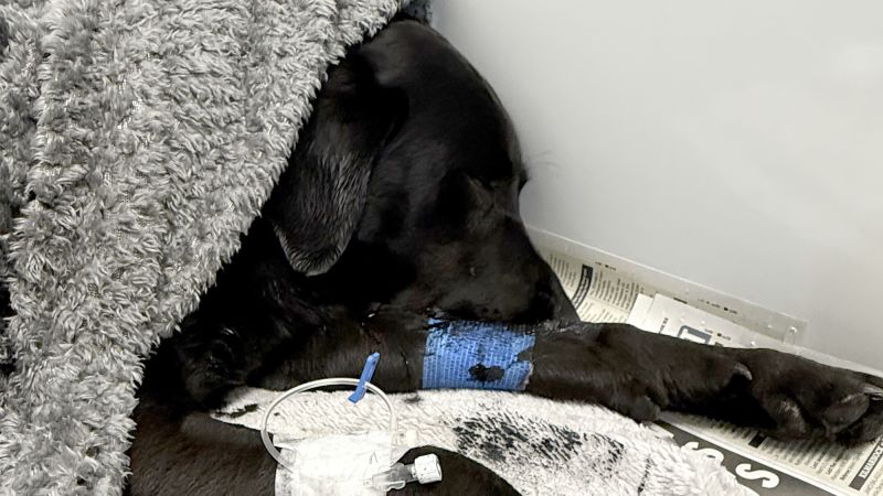 Britain’s top Labrador rescued after allegedly consuming cannabis