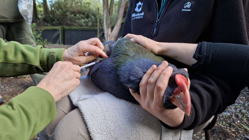 New Zealand has just experienced its first case of bird flu. Now we’re taking an unusual step to protect native birds