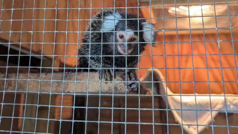 Monkey found on London bus, fears of being left behind reignited