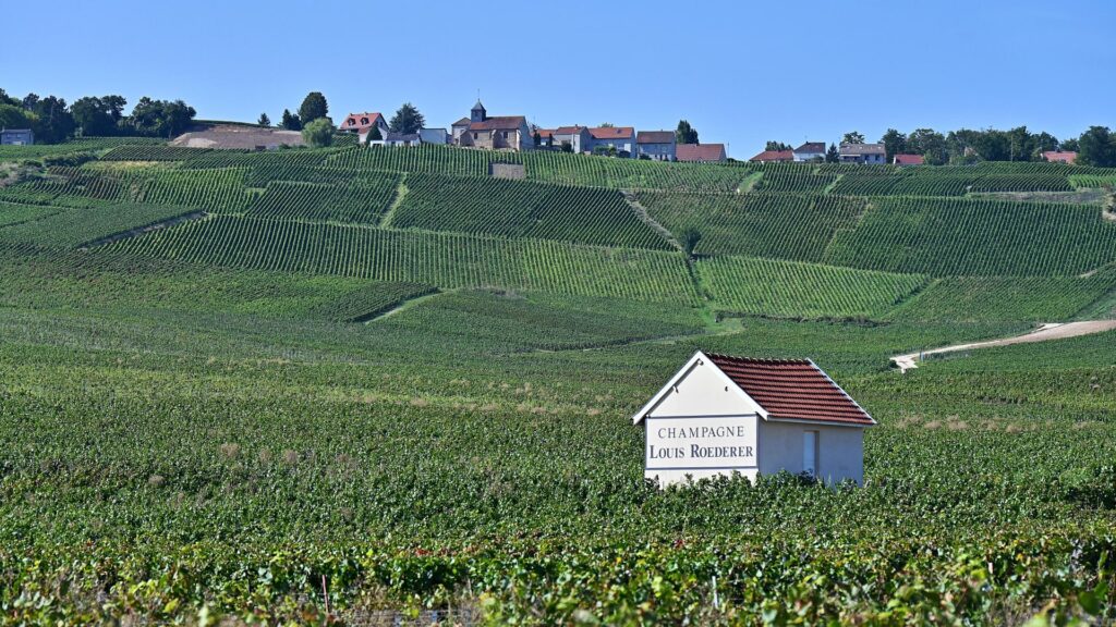 Extreme heat spurs the earliest champagne harvest in history