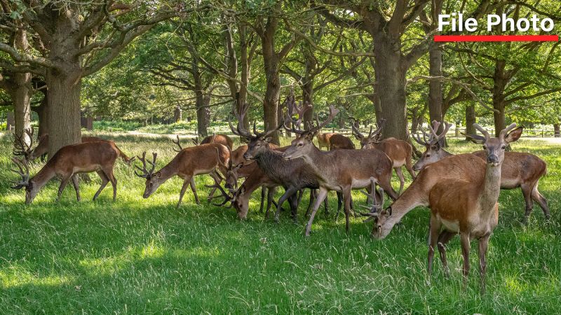 Authorities warn people not to feed deer in Richmond Park; deer shot and killed after attacking picnicker