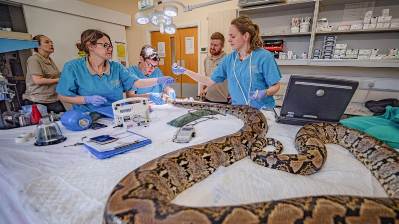 Python receives pioneering cancer treatment normally used on humans