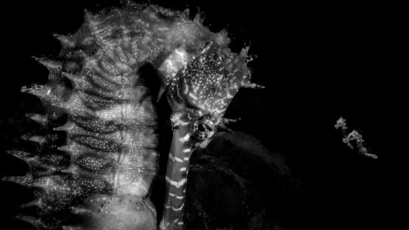 Marine Photographer of the Year 2026: Seahorse wins the competition
