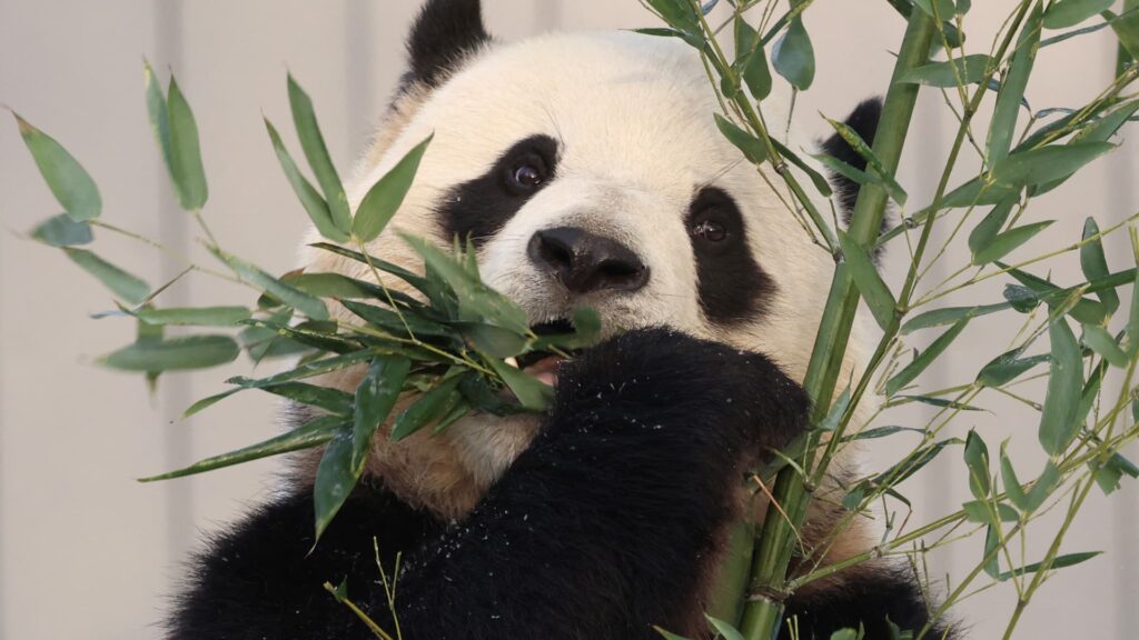 CNBC Daily Open: The revival of panda diplomacy