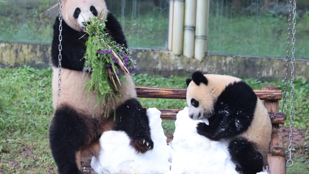 Atlanta Zoo to raise pandas as President Xi revives strategy at US summit