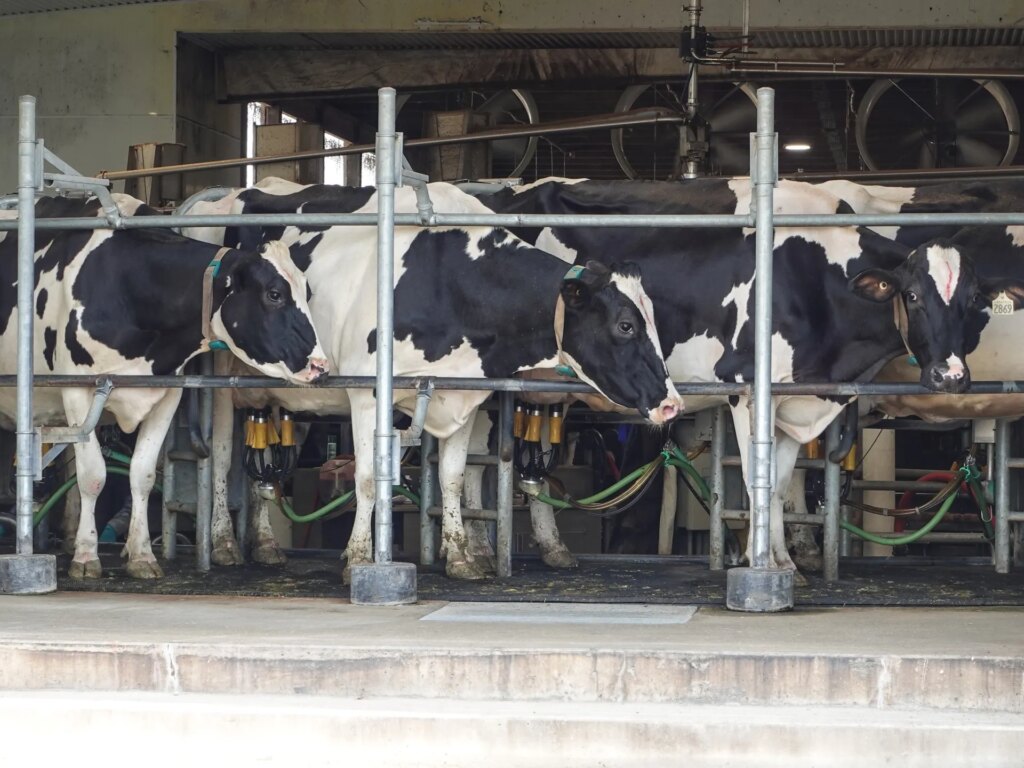 Trump tariffs hit Canadian dairy farmers as U.S. sales stall | Trade war
