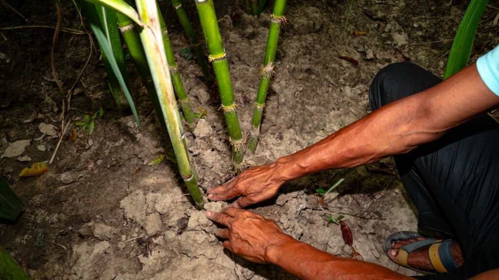 India: Food crisis and economic shock expected as it prepares for El Nino