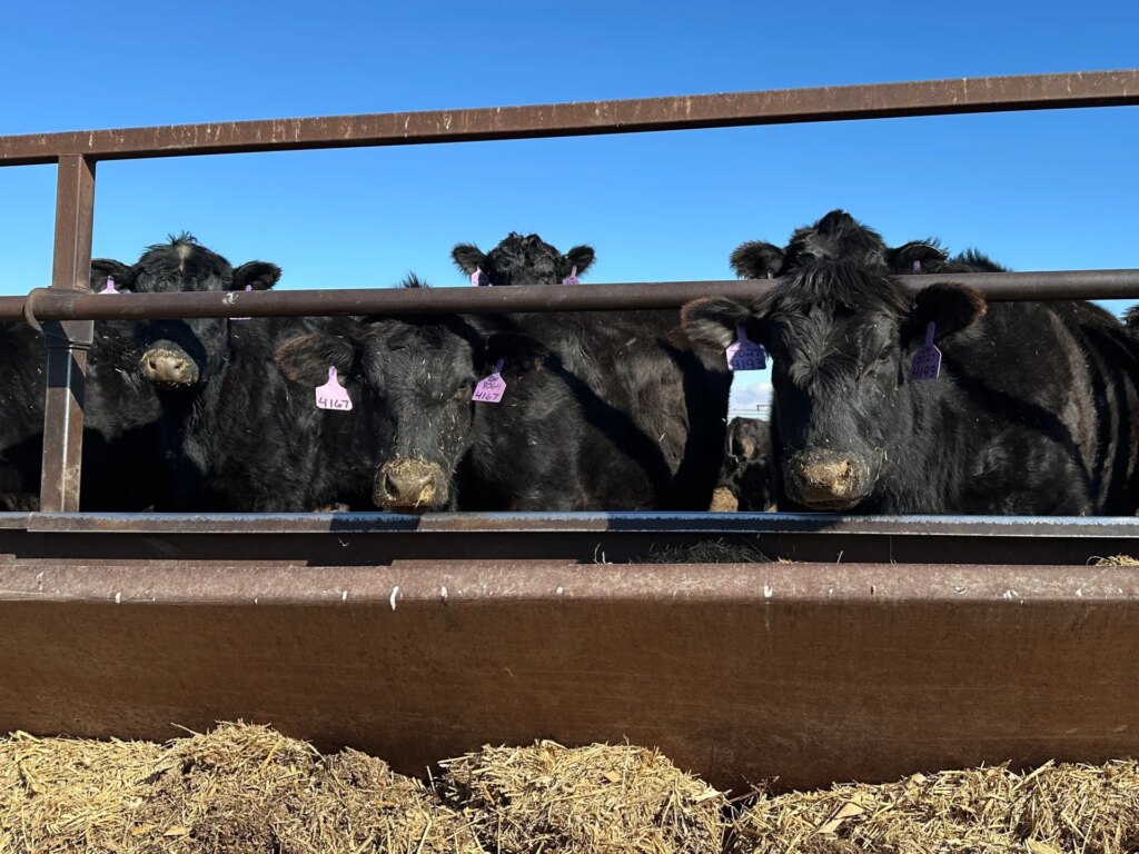 President Trump’s tariff suspension angers some US ranchers, increasing imports of Brazilian beef | 2026 US midterm election news