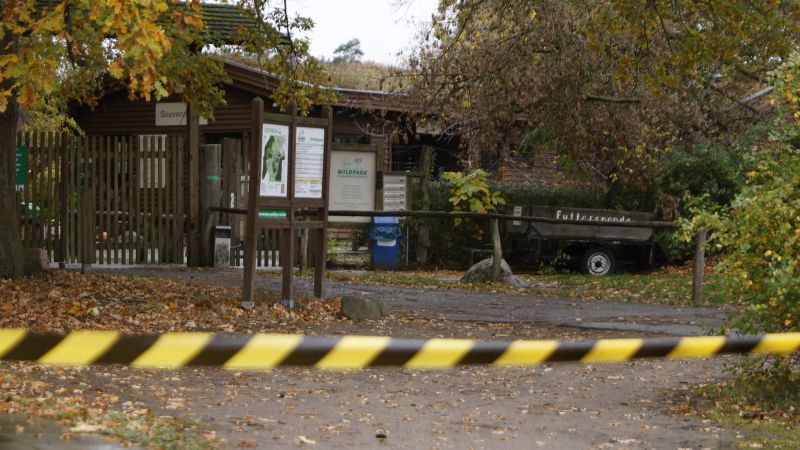 Wolf attack: 8-year-old girl injured in incident at German wildlife park