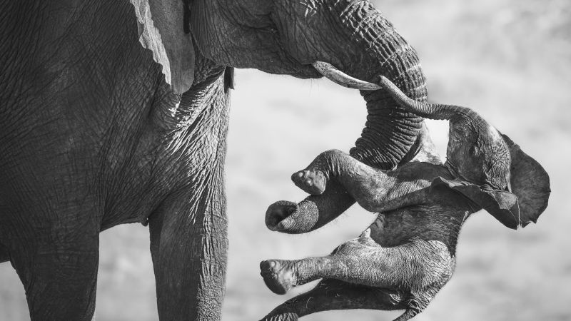 2026 Wildlife Photographer of the Year winning image revealed
