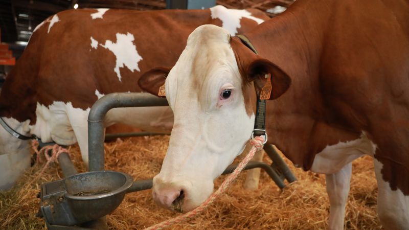 France reports first human case of livestock virus Chamonda after patient dies