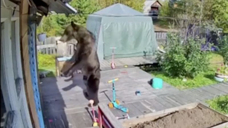 A deadly bear attack is shaking Russia’s Siberia. Why now?